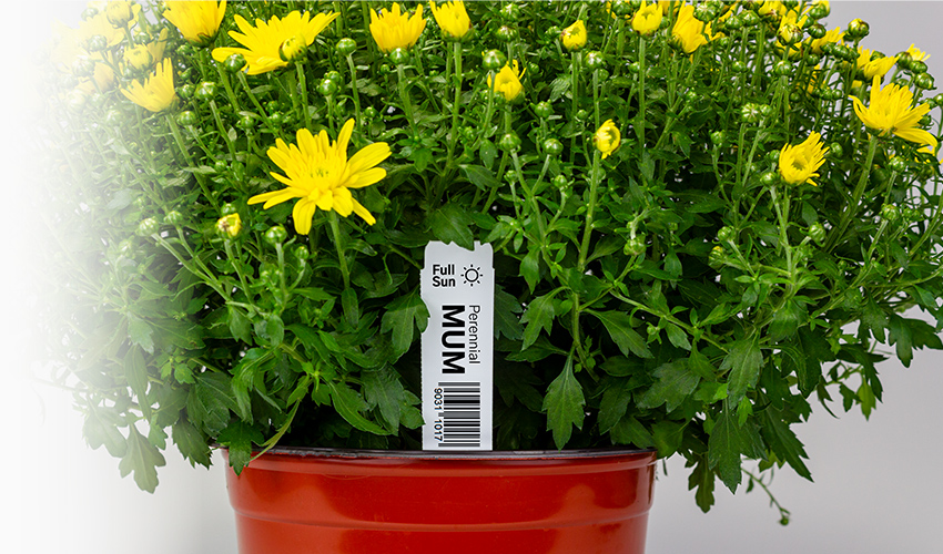 rfid-plant-mums-potted